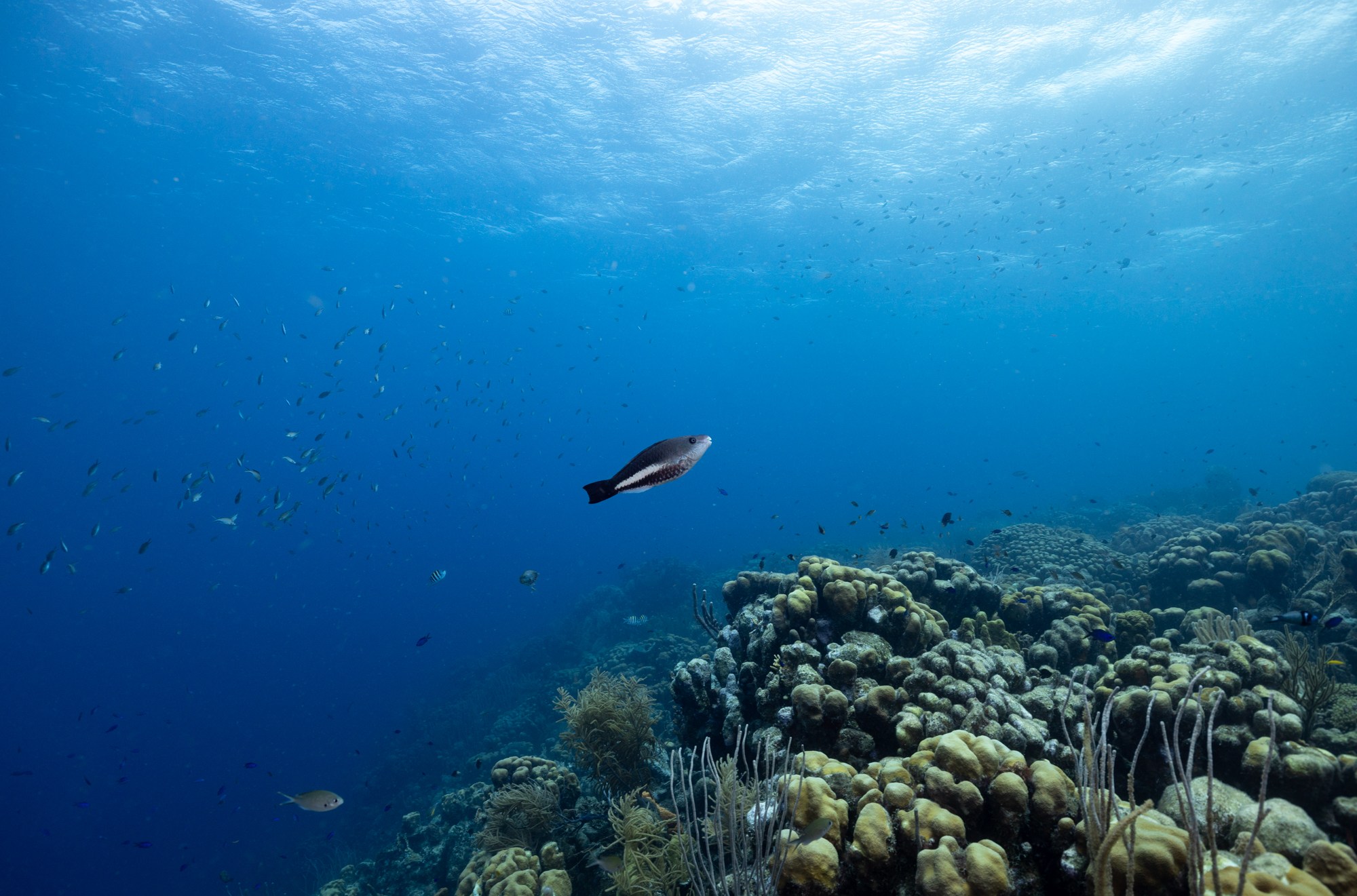 A baby parrotfish queen swims over a reef ridge in Bonaire.