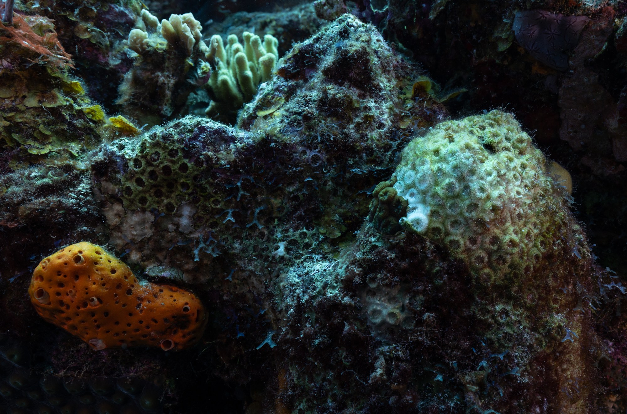 Dead and dying coral covered with algae.