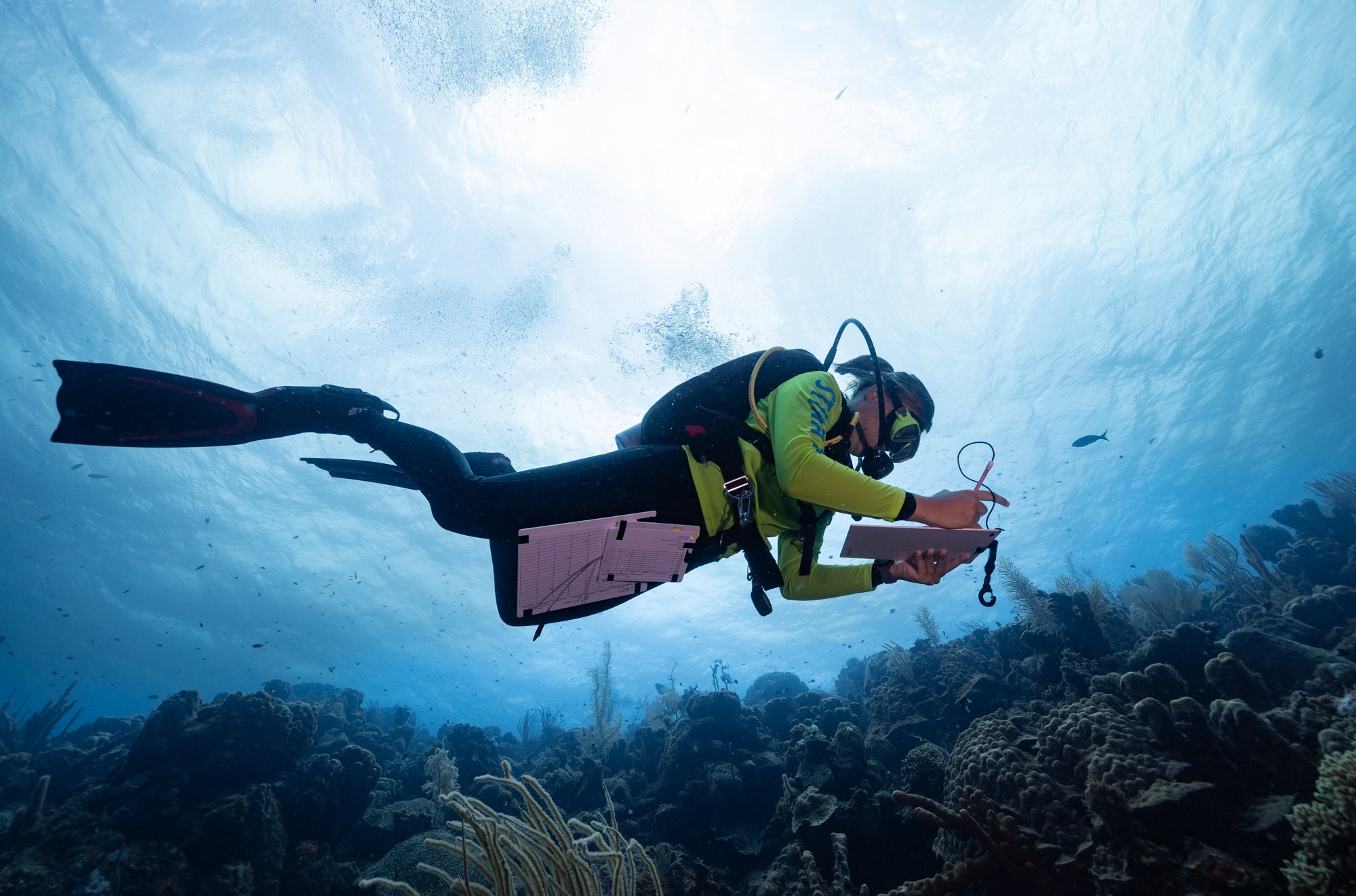 Danielle de Kool, an ecologist with an environmental group in Bonaire, examines the reef.