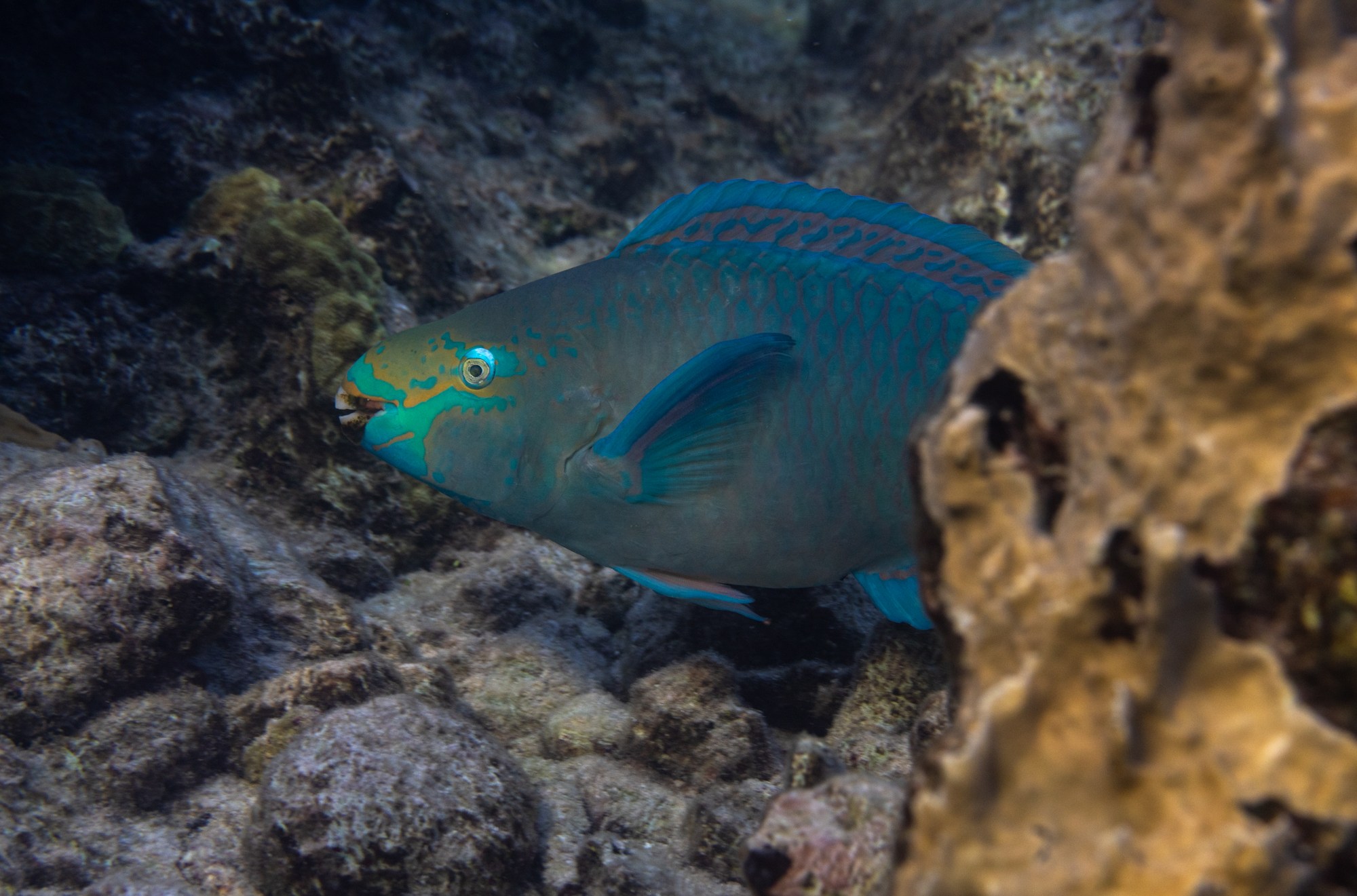 Adult queen parrot.