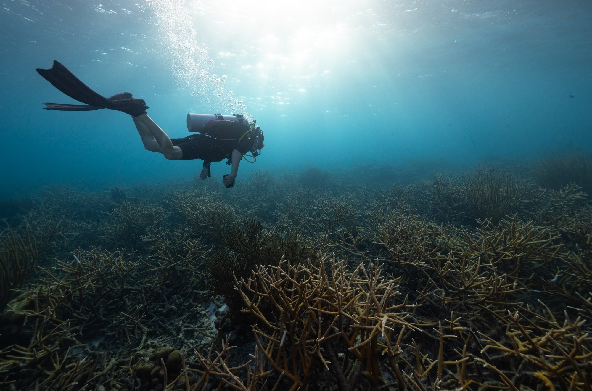 The author, Benji Jones, swims above a staghorn coral field in Bonaire.