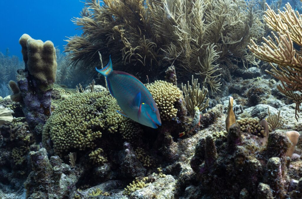 This awkward fish works harder than you